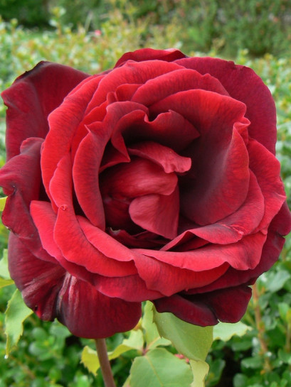 wielkokwiatowe róże pachnące Papa Meilland