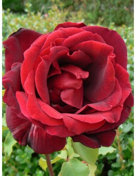 wielkokwiatowe róże pachnące Papa Meilland