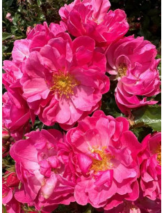 Róża okrywowa HOTLINE