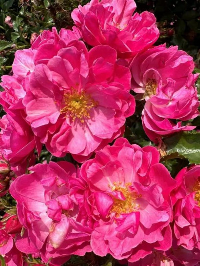 Róża okrywowa HOTLINE