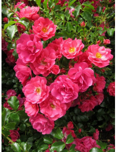 Róża okrywowa HOTLINE 2