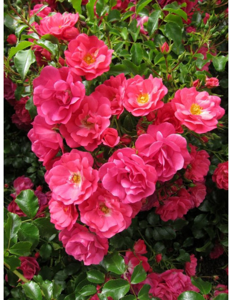 HOTLINE Róża okrywowa