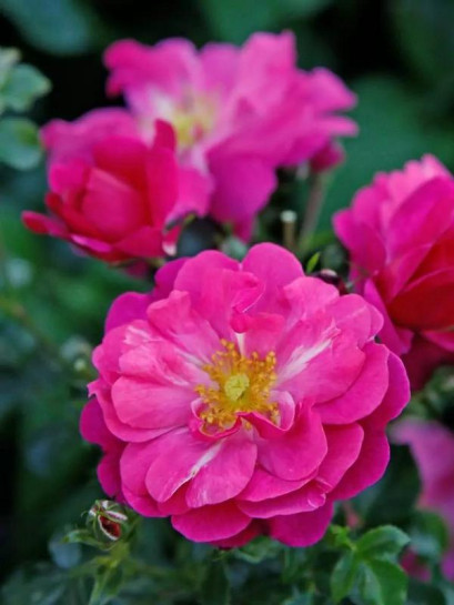 okrywowa Róża HOTLINE