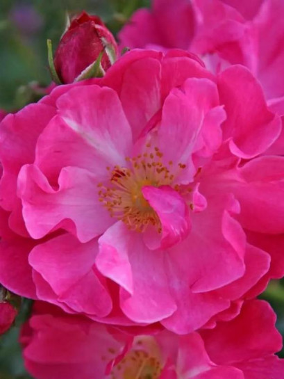 HOTLINE okrywowa Róża