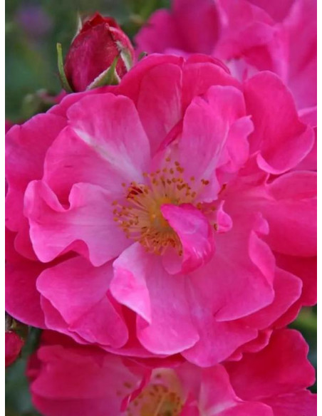 HOTLINE okrywowa Róża