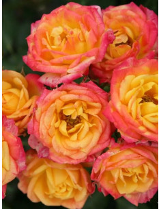 Róża miniaturowa Little Sunset® 2