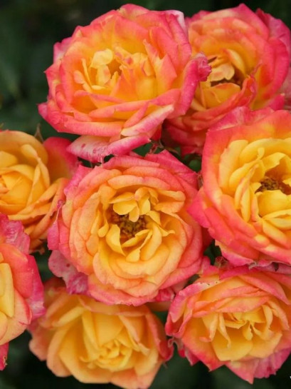 Róża miniaturowa Little Sunset