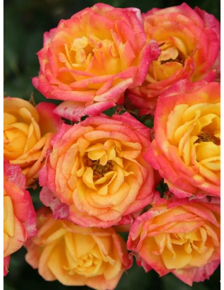 Róża miniaturowa Little Sunset