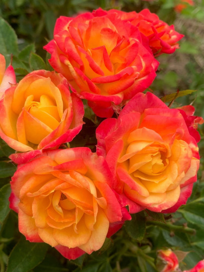 Little Sunset Róża miniaturowa