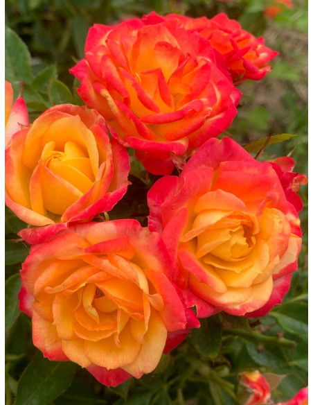 Little Sunset Róża miniaturowa