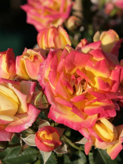 miniaturowa Róża Little Sunset