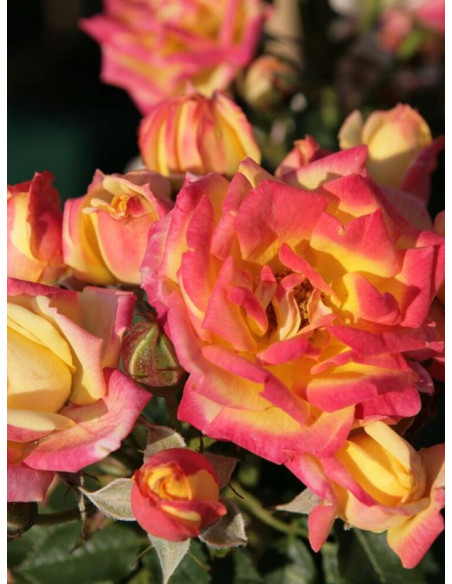 miniaturowa Róża Little Sunset