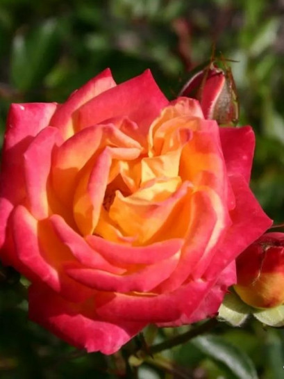 Little Sunset miniaturowa Róża