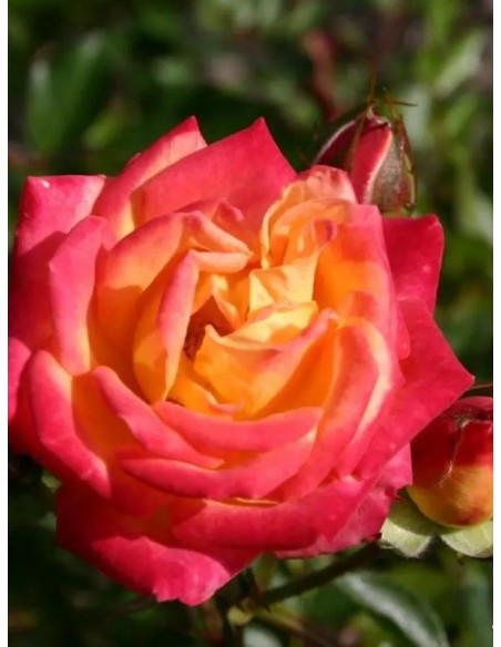 Little Sunset miniaturowa Róża