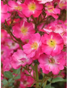 Róża miniaturowa LUPO 2