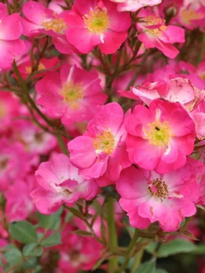 miniaturowa Róża LUPO