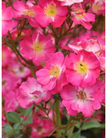 miniaturowa Róża LUPO