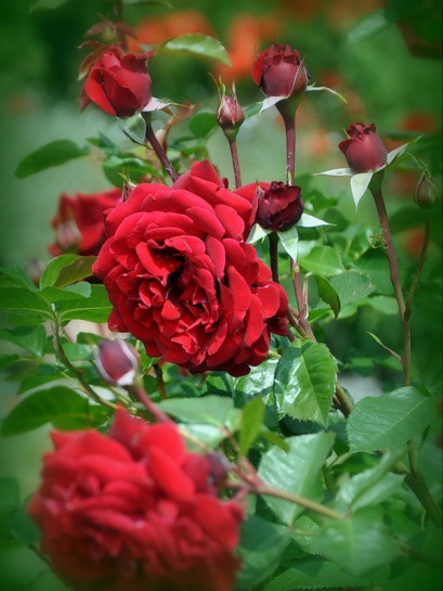 róże wielkokwiatowe pachnące Papa Meilland