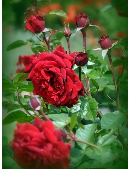 róże wielkokwiatowe pachnące Papa Meilland