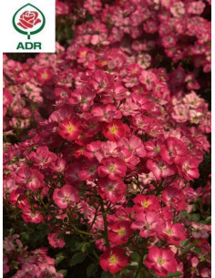 Róża miniaturowa LUPO