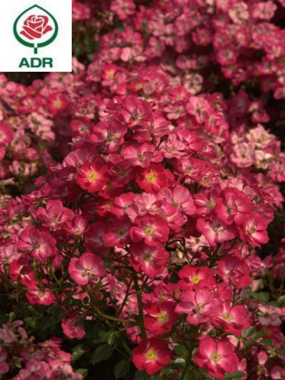 Róża miniaturowa LUPO