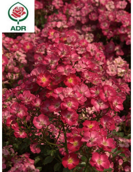 Róża miniaturowa LUPO