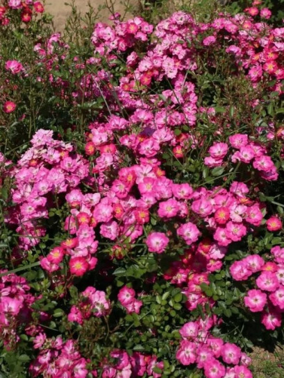 LUPO Róża miniaturowa