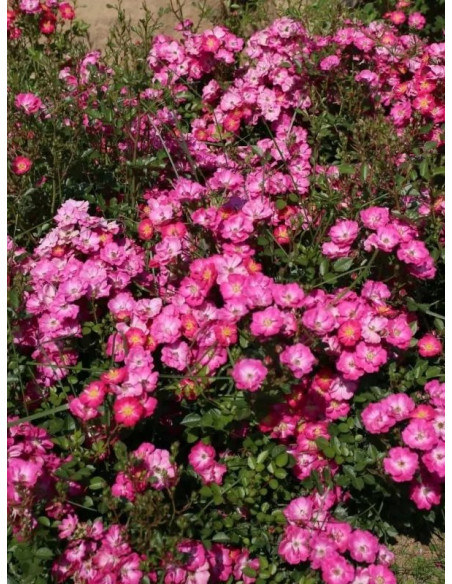 LUPO Róża miniaturowa