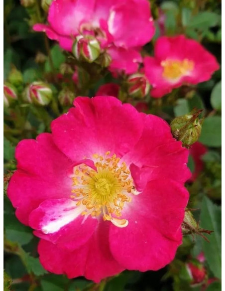 LUPO miniaturowa Róża