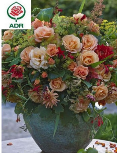 PORTOROZ® róża rabatowa