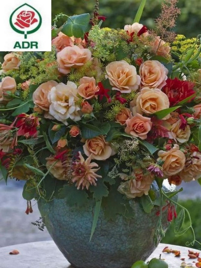 PORTOROZ® róża rabatowa