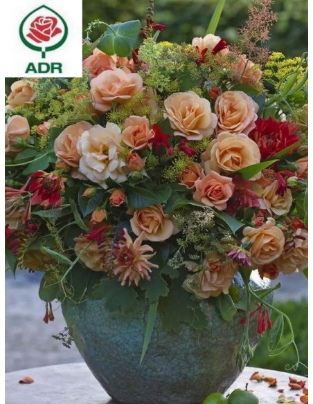 PORTOROZ® róża rabatowa