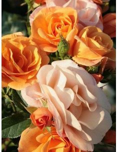 PORTOROZ® róża rabatowa 2