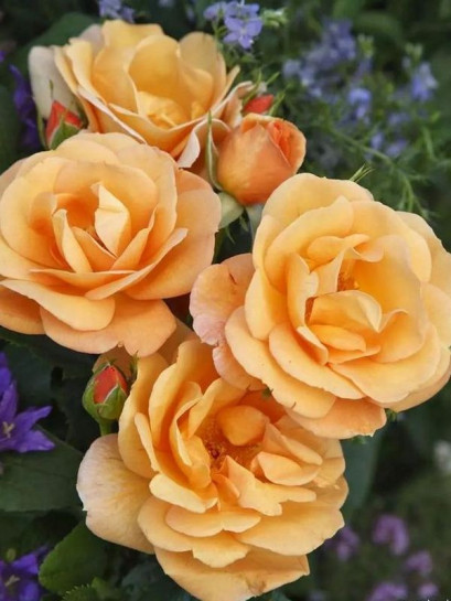 PORTOROZ® róża rabatowa