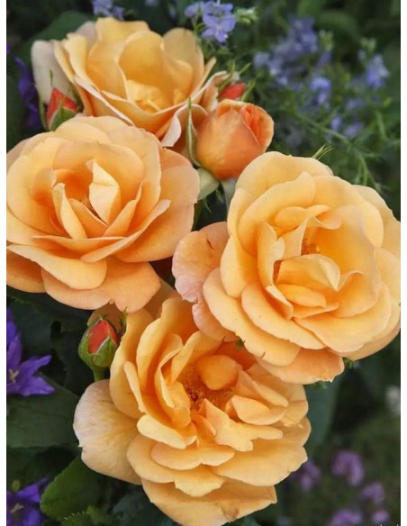 PORTOROZ® róża rabatowa