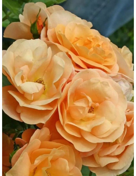 PORTOROZ® róża rabatowa