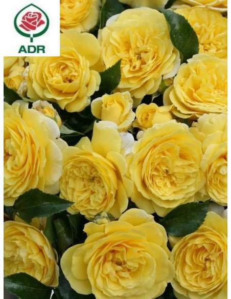 Róża rabatowa SOLERO