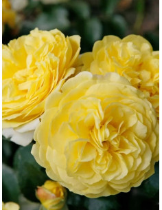 Róża rabatowa SOLERO 2