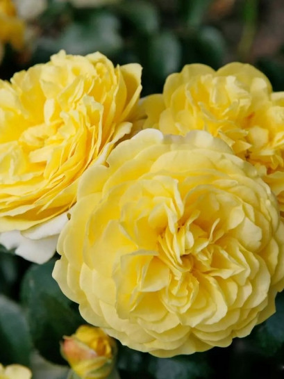 rabatowa Róża SOLERO