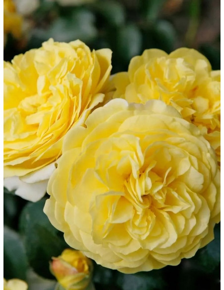 rabatowa Róża SOLERO