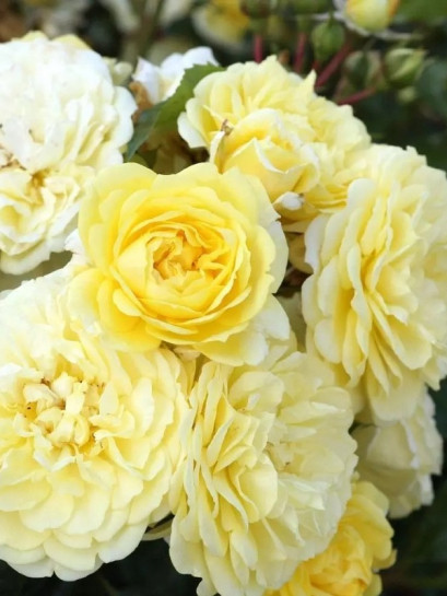 SOLERO Róża rabatowa