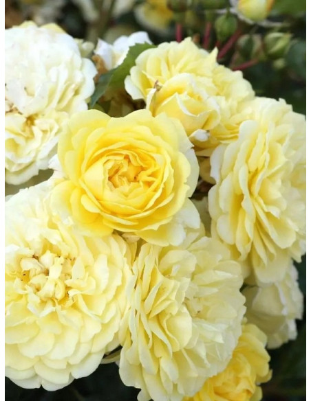 SOLERO Róża rabatowa