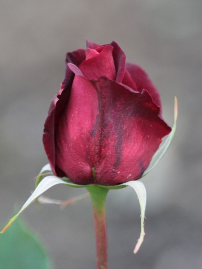 roze wielkokwiatowe pachnace Papa Meilland