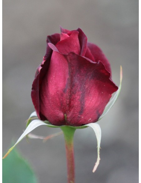 roze wielkokwiatowe pachnace Papa Meilland