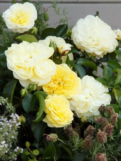 SOLERO rabatowa Róża