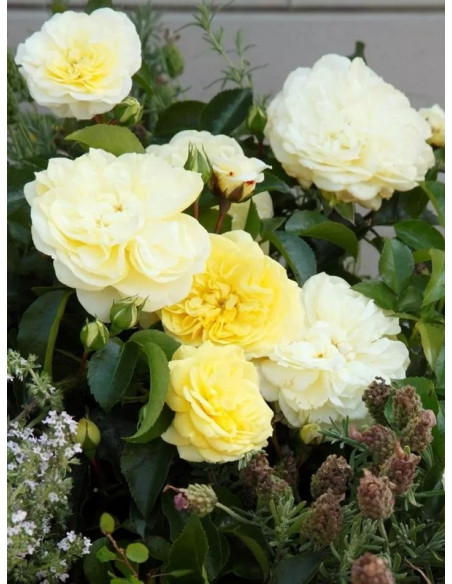 SOLERO rabatowa Róża