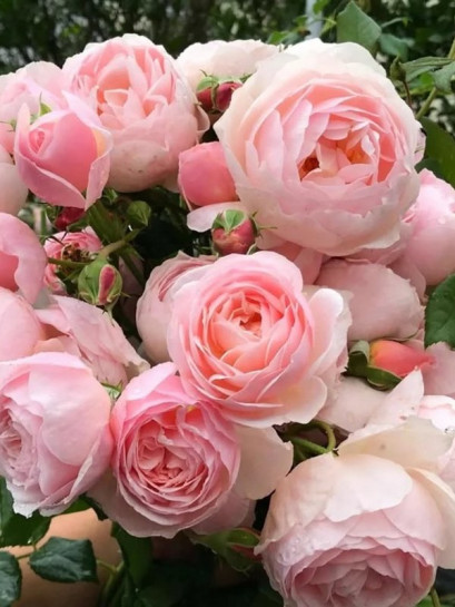 Róża pnąca NAHEMA