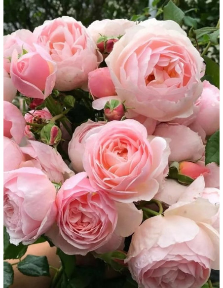 Róża pnąca NAHEMA