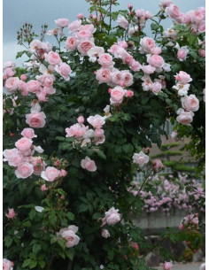 Róża pnąca NAHEMA 2