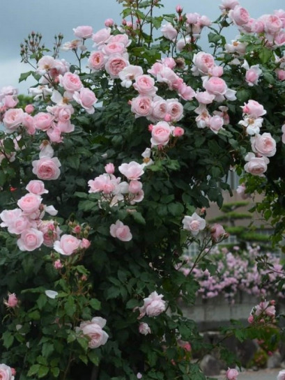 pnąca Róża NAHEMA